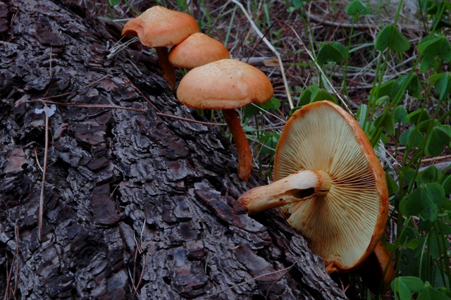 Gymnopilus spectabilis?